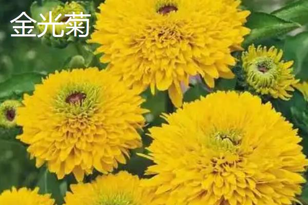 黑心菊和金光菊的区别，前者的花心呈紫褐色、后者的花心呈黄绿色