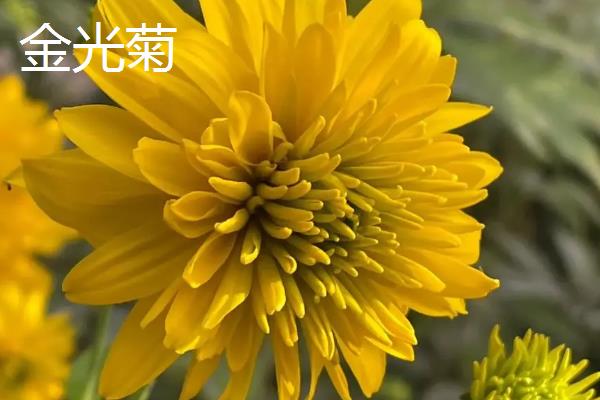 黑心菊和金光菊的区别，前者的花心呈紫褐色、后者的花心呈黄绿色