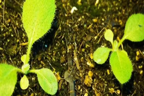 黑心菊和金光菊的区别，前者的花心呈紫褐色、后者的花心呈黄绿色