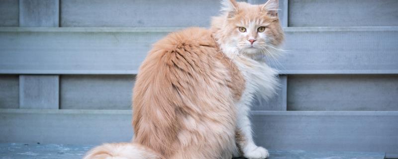 猫瘟的阶段性表现，接触期一般不会有什么症状