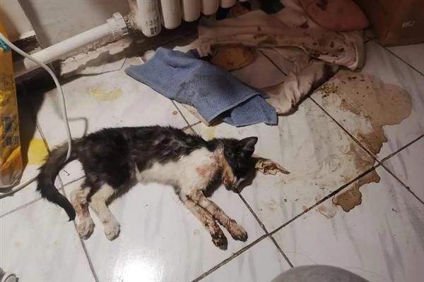 猫瘟的阶段性表现，接触期一般不会有什么症状