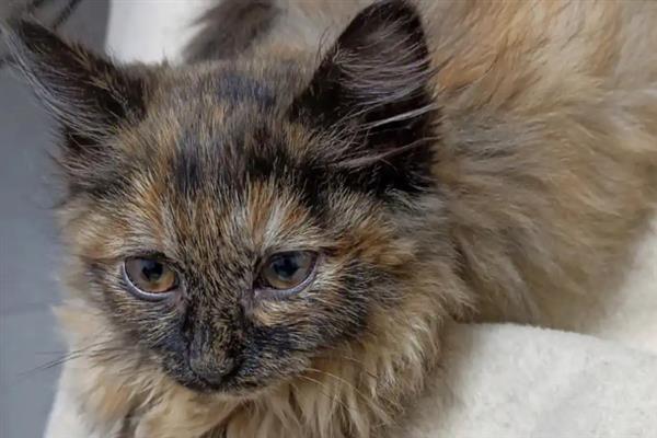 猫瘟的阶段性表现，接触期一般不会有什么症状