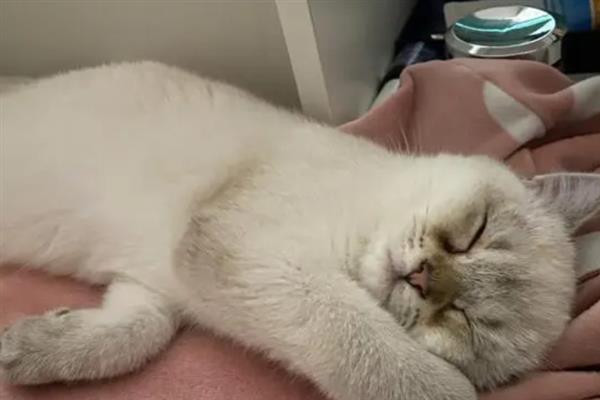 猫瘟的阶段性表现，接触期一般不会有什么症状
