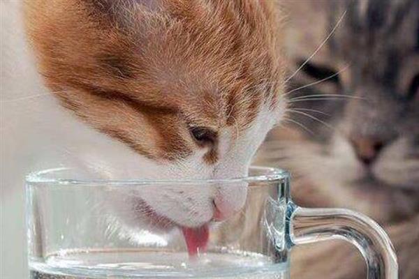 猫瘟的阶段性表现，接触期一般不会有什么症状