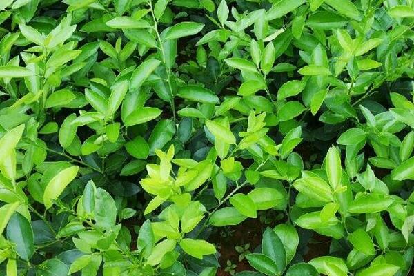 柠檬幼树怎么管理，定植后第1-2年把氮肥当作基肥