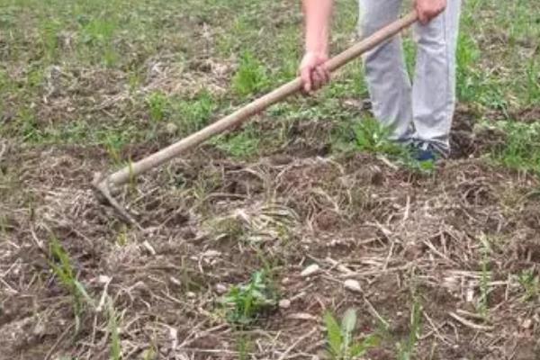 柠檬幼树怎么管理，定植后第1-2年把氮肥当作基肥