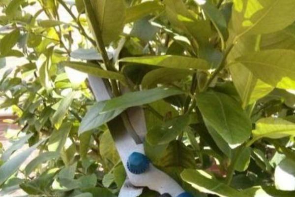 柠檬幼树怎么管理，定植后第1-2年把氮肥当作基肥