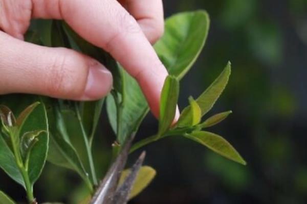 柠檬幼树怎么管理，定植后第1-2年把氮肥当作基肥