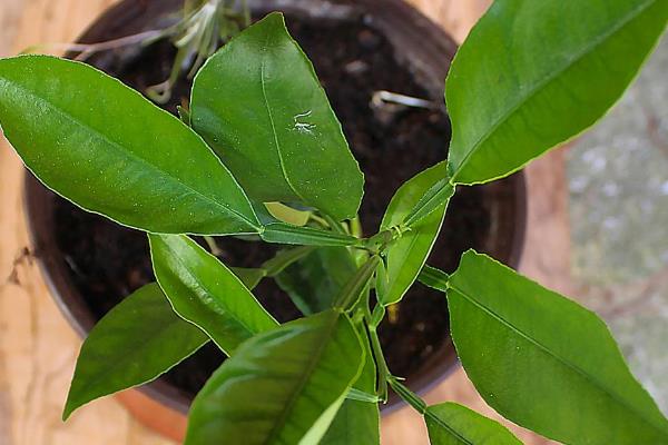 柠檬幼树怎么管理，定植后第1-2年把氮肥当作基肥