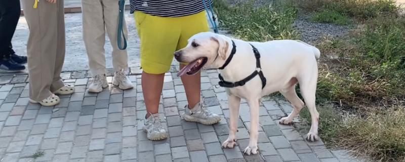 狗狗可以看见几种颜色，可以看见淡黄色、深黄色、深灰色等