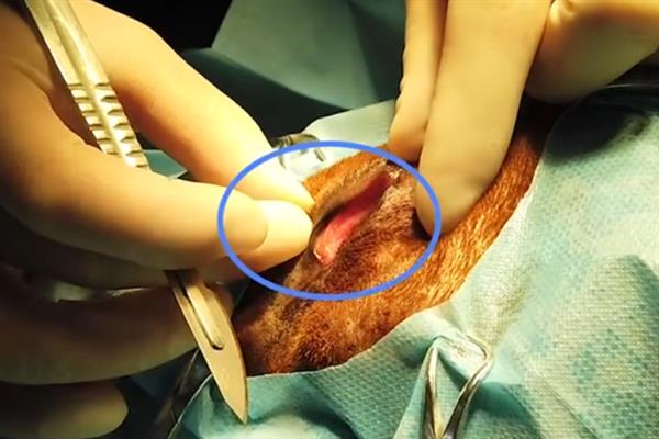 狗狗可以看见几种颜色，可以看见淡黄色、深黄色、深灰色等