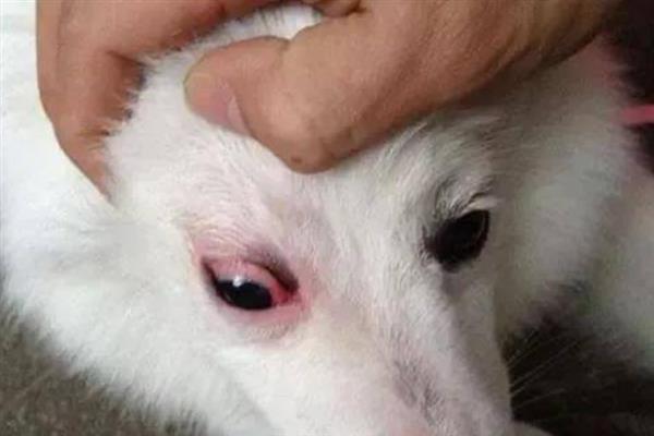 狗狗可以看见几种颜色，可以看见淡黄色、深黄色、深灰色等