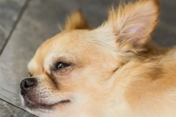 狗狗可以看见几种颜色，可以看见淡黄色、深黄色、深灰色等