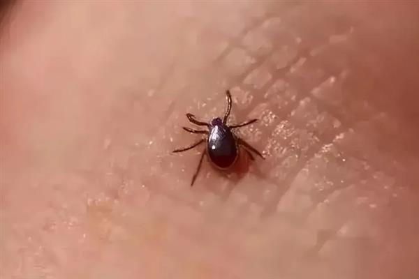 蜱虫的天敌是什么，其天敌是寄生蜂