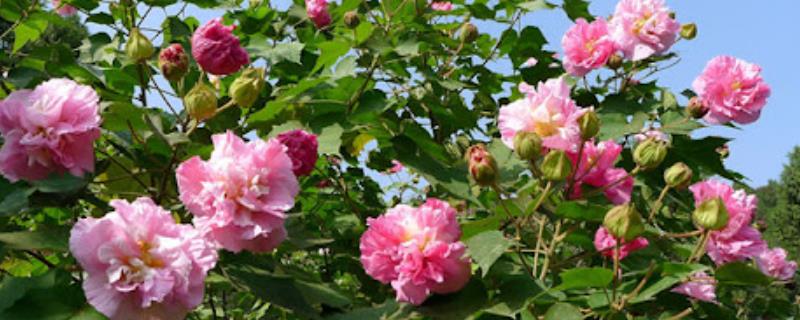 芙蓉花怎样叶插，叶片下的叶柄建议保留