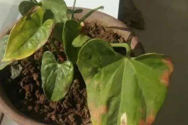 红掌的叶片冬季为何会发黄焦边干枯，温度偏低、营养不足、光照过少皆是引发原因