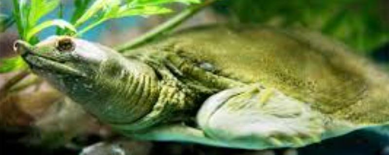 甲鱼是王八吗，甲鱼又叫王八、鳖、水鱼等