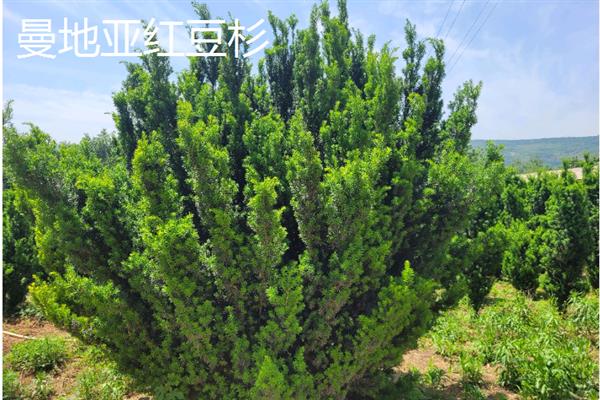 曼地亚红豆杉和南方红豆杉有什么区别，品种、叶片和耐寒程度均不同