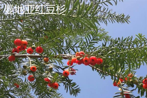 曼地亚红豆杉和南方红豆杉有什么区别，品种、叶片和耐寒程度均不同