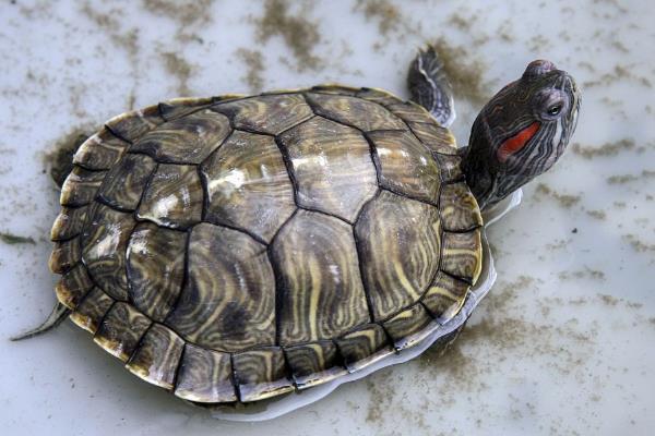 甲鱼是王八吗，甲鱼又叫王八、鳖、水鱼等