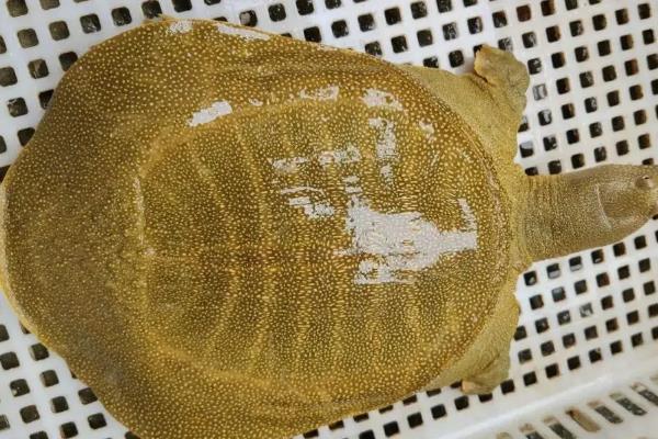 甲鱼是王八吗，甲鱼又叫王八、鳖、水鱼等