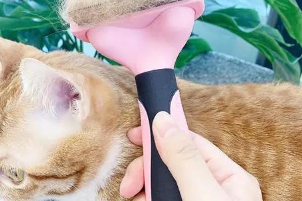 怎么让犬猫少掉毛，平时不能频繁洗澡