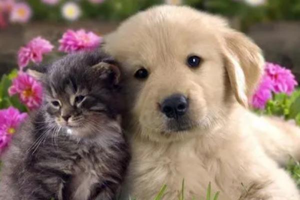 怎么让犬猫少掉毛，平时不能频繁洗澡
