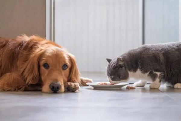 怎么让犬猫少掉毛，平时不能频繁洗澡