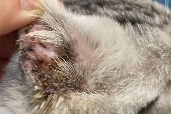 怎么让犬猫少掉毛，平时不能频繁洗澡