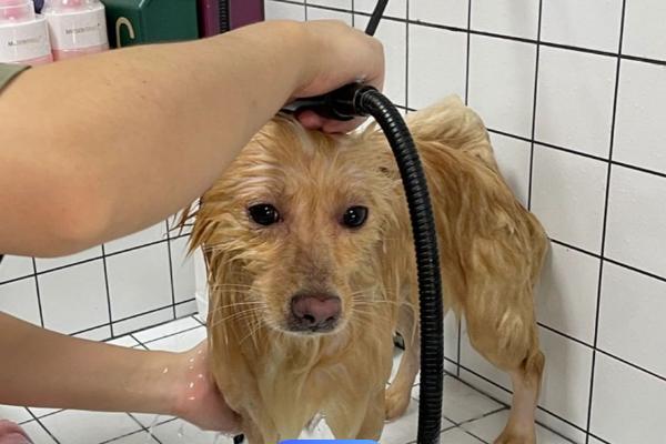怎么让犬猫少掉毛，平时不能频繁洗澡