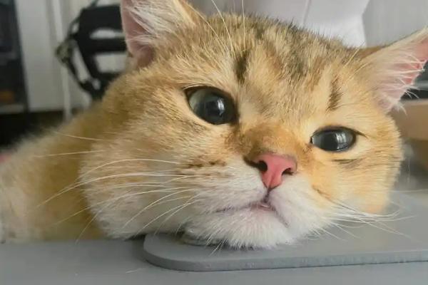 怎么让犬猫少掉毛，平时不能频繁洗澡