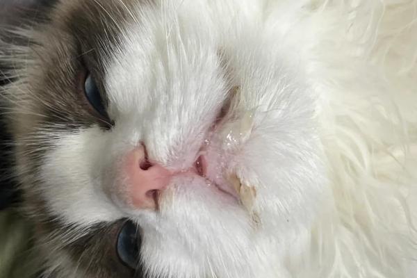 怎么让犬猫少掉毛，平时不能频繁洗澡