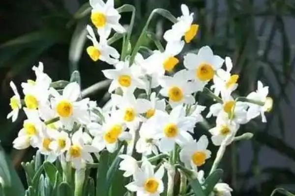 猫不能碰的植物，常见的有百合、水仙等