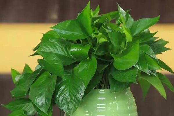 猫不能碰的植物，常见的有百合、水仙等