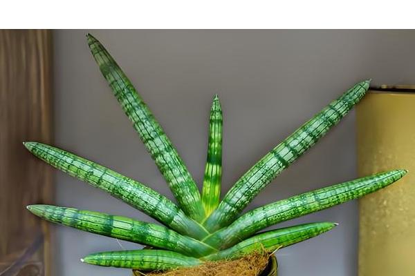 猫不能碰的植物，常见的有百合、水仙等