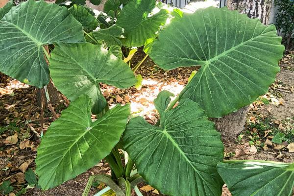 猫不能碰的植物，常见的有百合、水仙等
