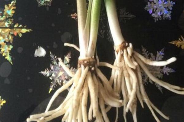 马蹄莲的养殖注意事项，开花的季节要给予充足的光照