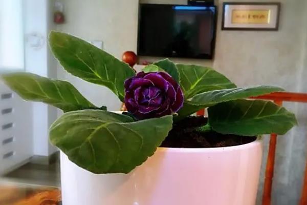 芙蓉花怎样叶插，叶片下的叶柄建议保留