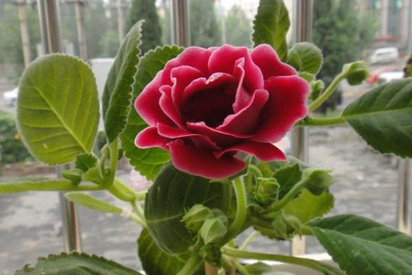 芙蓉花怎样叶插，叶片下的叶柄建议保留