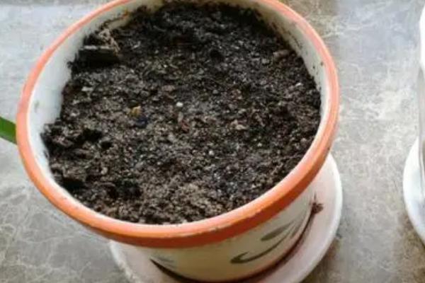 留兰香薄荷的种植方法，均匀播种再覆土喷水