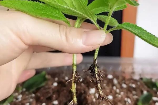 留兰香薄荷的种植方法，均匀播种再覆土喷水