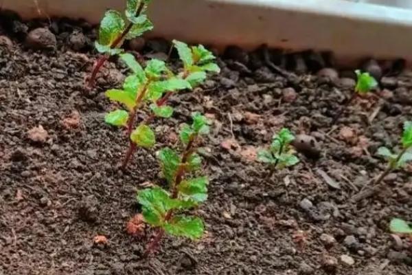 留兰香薄荷的种植方法，均匀播种再覆土喷水