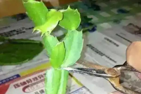 蟹爪莲怎么栽培，秋季气温下降后养在光照充足的地方