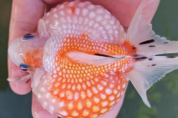 珍珠金鱼能长多大,成年以后体长可达15-20cm