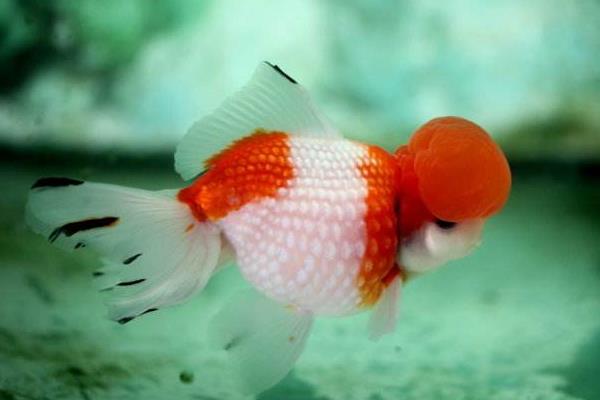 珍珠金鱼能长多大,成年以后体长可达15-20cm