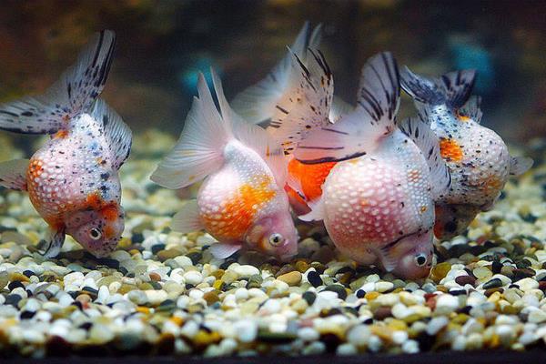 珍珠金鱼能长多大,成年以后体长可达15-20cm