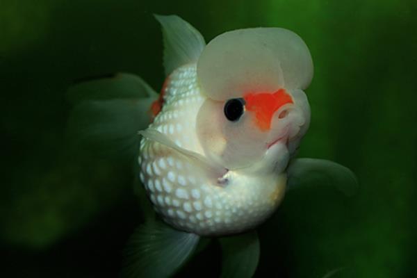 珍珠金鱼能长多大,成年以后体长可达15-20cm