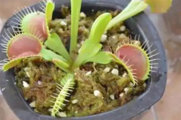 盆栽食人花的养殖方法，适合生长在较为温暖的环境中