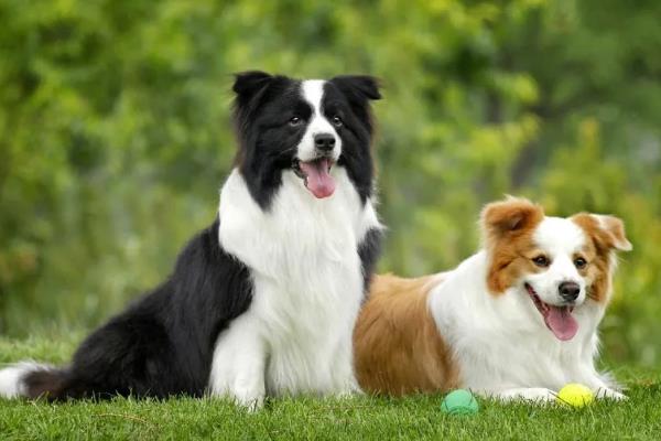 狂犬病的传染方式以及潜伏期，狂犬病发作时猫狗的唾液具有传染性