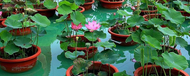 莲花和荷花的区别,二者没有区别